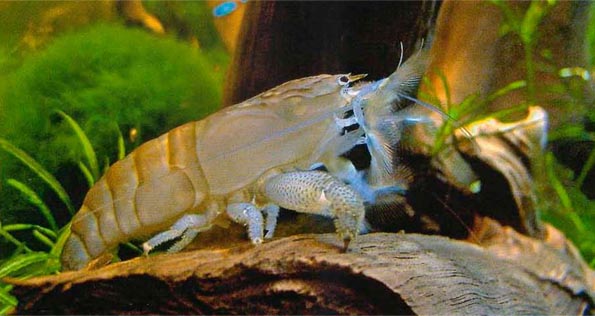 Atya gabonensis - Нигерийская креветка-фильтратор